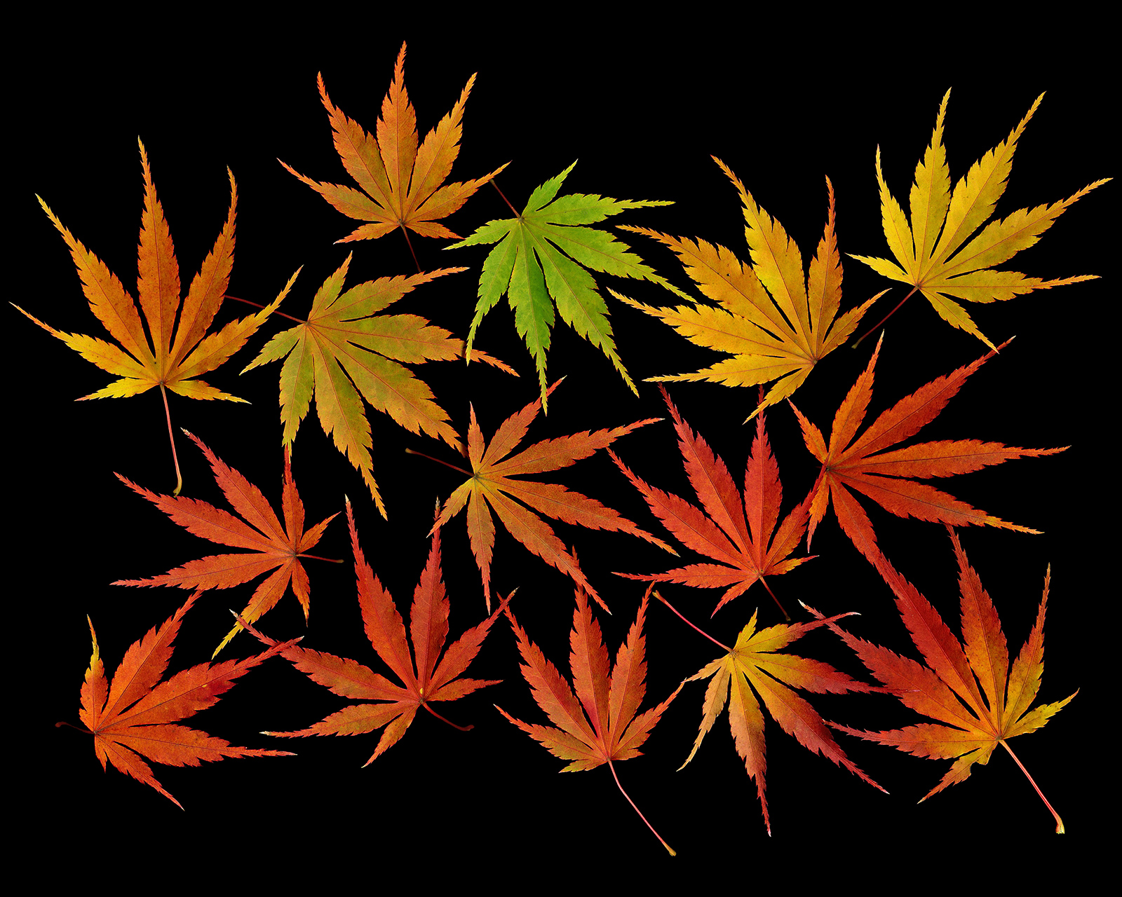 Fall: Japanese Maple Leaves | Shutterbug